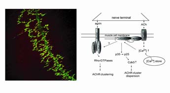 Figure legend. ACh activates calpain to destabilize AChR clusters. Agrin increases the interaction of rapsyn with calpain and inhibits calpain activity to stabilize AChR clusters at the NMJ