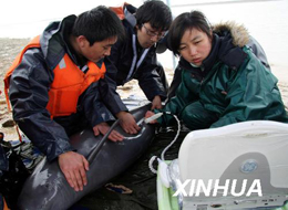 CAS Scientists to Obtain DNA from Endangered Cowfish in Poyang Lake