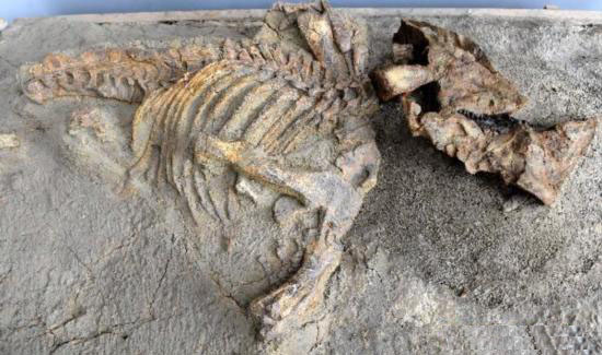 first dinosaur fossil