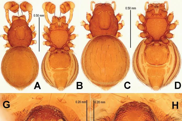 Three species of extremely primitive spider discovered in China