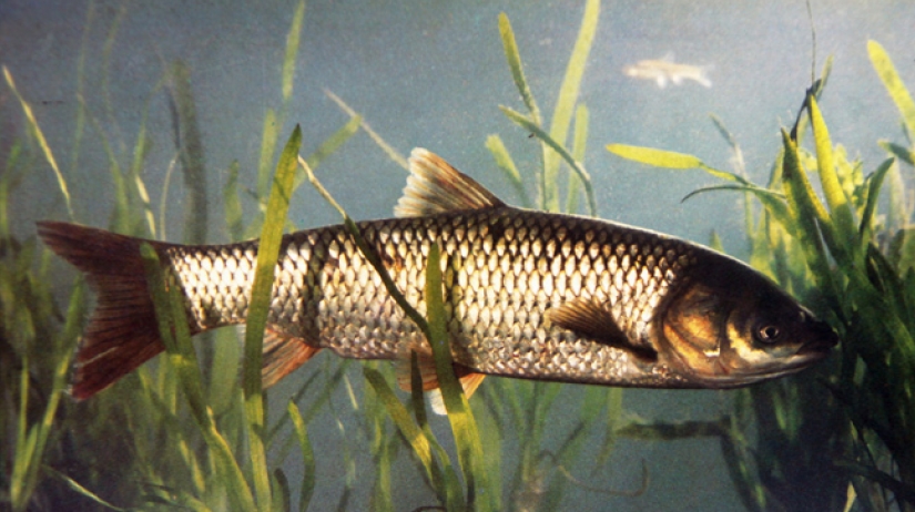 Chinese Scientists Complete Grass Carp Genome Sequencing