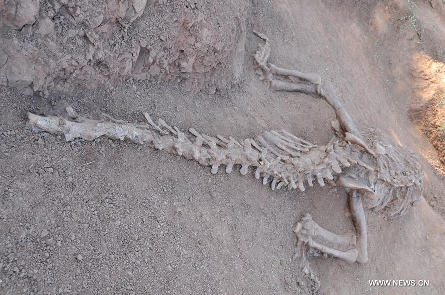 180m-year-old Dinosaur Fossils Discovered in SW China