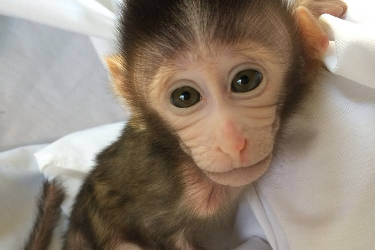 Chinese Scientists Created Monkeys Carrying Autism-Related Gene