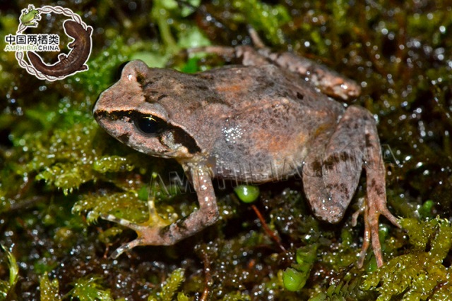 Chinese Scientists Record New Species in Tibet