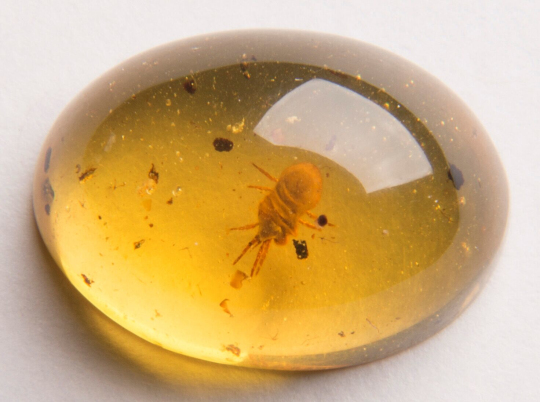 Chinese Amber Researchers Fighting Commercial Overexploitation