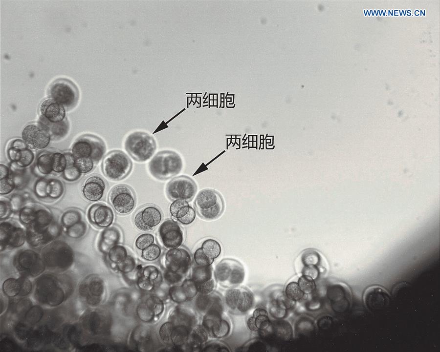 Mammal Embryos.jpg