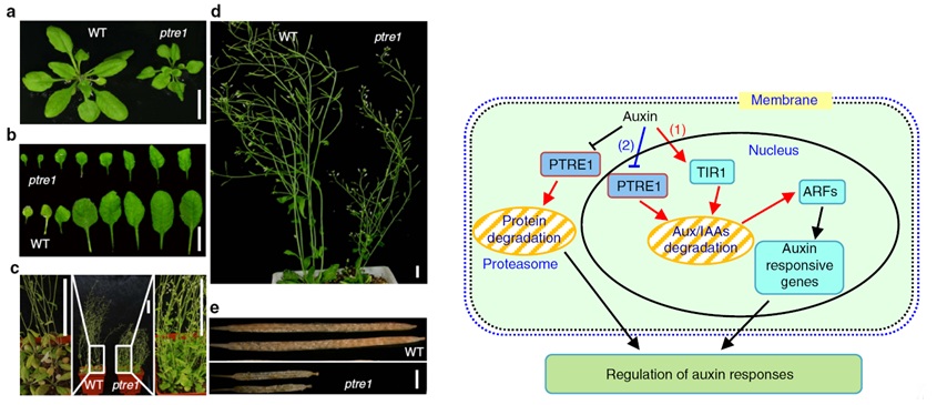 Phenotypes of ptre1 mutant and proposed model how PTRE1 regulates Aux/IAA protein degradation and auxin signaling..jpg