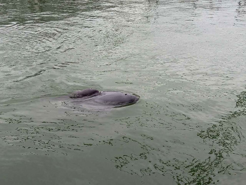 First Caged Yangtze Finless Porpoise Gives Birth to a Newborn in Tian-E-Zhou Reserve