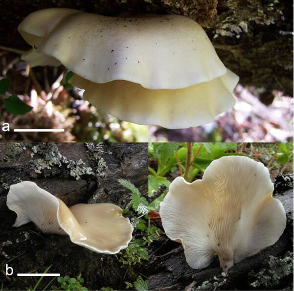 Chinese Scientists Rediscover Lost Fungus