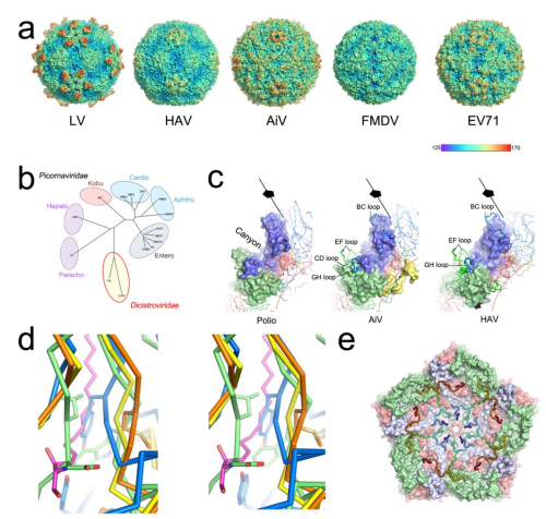 Human Aichi Virus Atomic Structure Identified by IBP And STRUBI Scientists