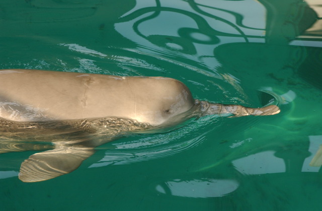 Volunteers Claim Finding White-flag Dolphin in Yangtze River