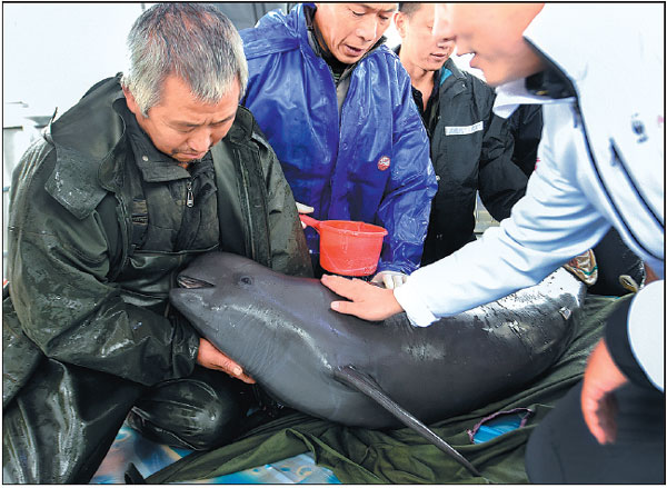 Proposal to Better Protect Rare Porpoise