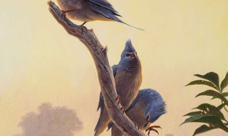 New Species of Ancient Bird Discovered in New Mexico