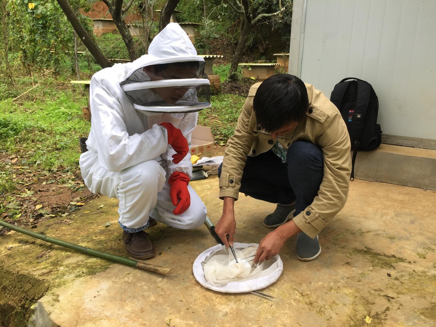 XTBG researchers study Asian hornets.jpg