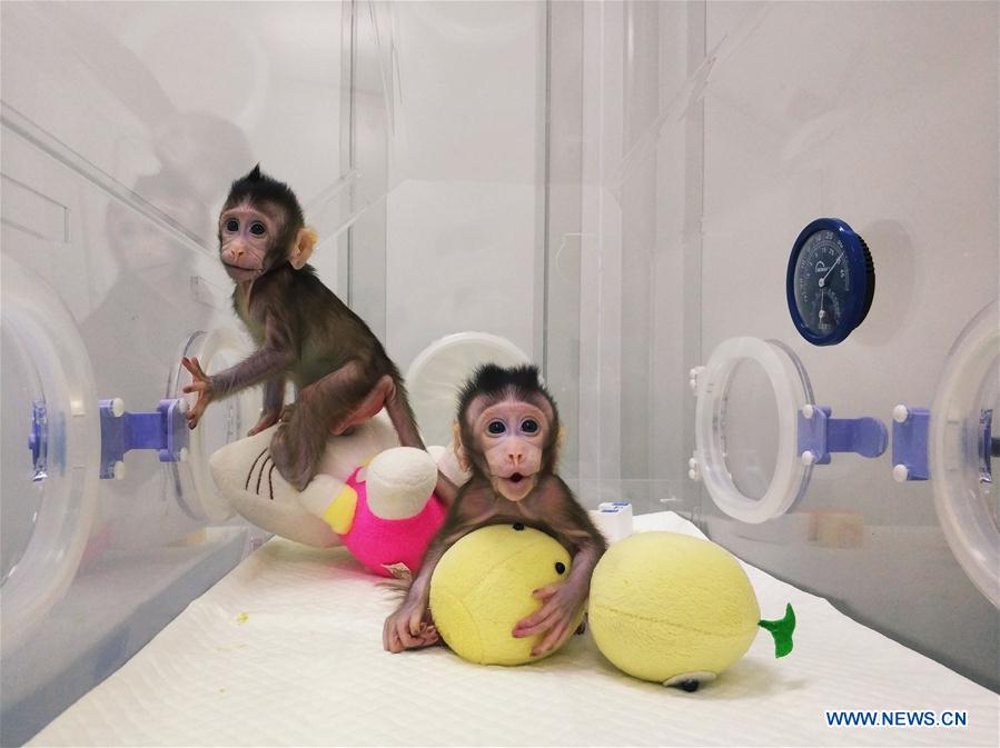 Macaque Cloning Breakthrough Offers Hope against Human Illnesses