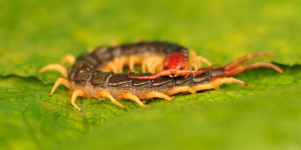 Knocking out an Animal 30 Times Your Size? This Centipede Can Do It