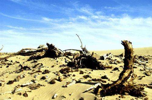 Chinese Experts Fight Desertification Abroad