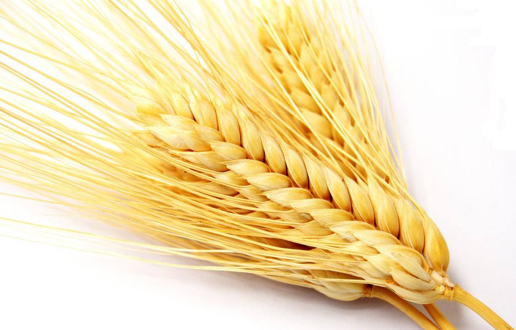 Chinese Researchers Complete Genome Sequencing of Wheat A Subgenome