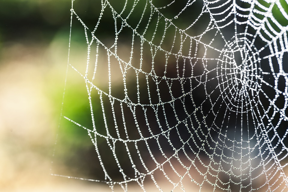 spider silk.jpg