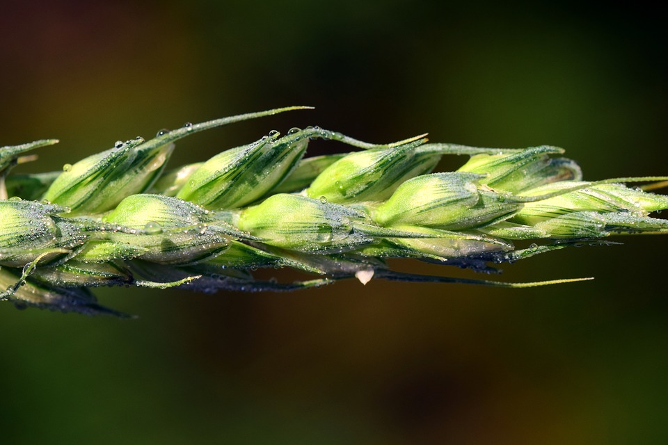 Chinese Scientists Use Nano Tech to Inhibit Wheat Sprouting