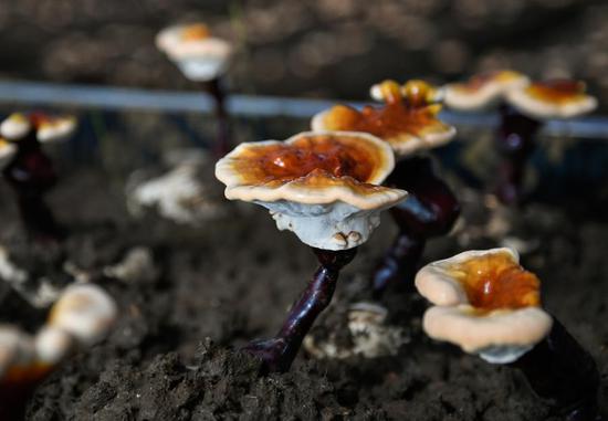Tibetan Fungus Could Help Fight Liver Cancer, Academy Tests Show
