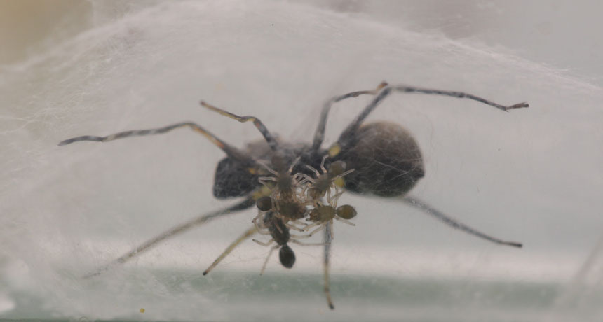 A small jumping spider that looks like an ant will feed her little ones on her own milk, a new study finds..jpg