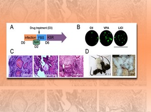 SIMM Discovers that LiCl Greatly Promotes iPSC Induction