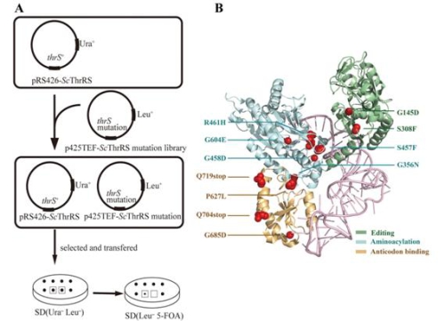 Critical Residues Identified in Yeast and Human Threonyl-tRNA Synthetase