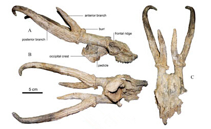 Holotype skull with its cranial appendages of Eostyloceros hezhengensis sp. nov..jpg