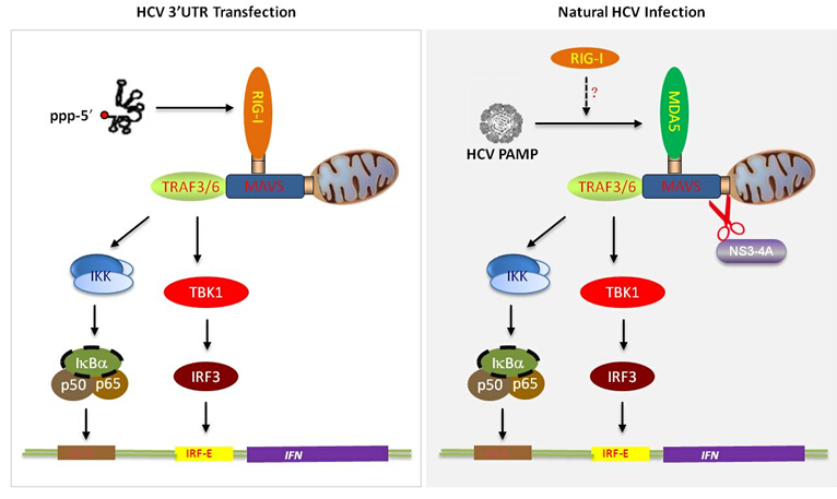 MDA5 recognizes HCV to initiate host innate immune response during HCV infection.jpg