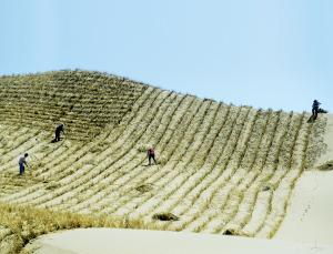 Great Wall of Trees Keeps China's Deserts at Bay