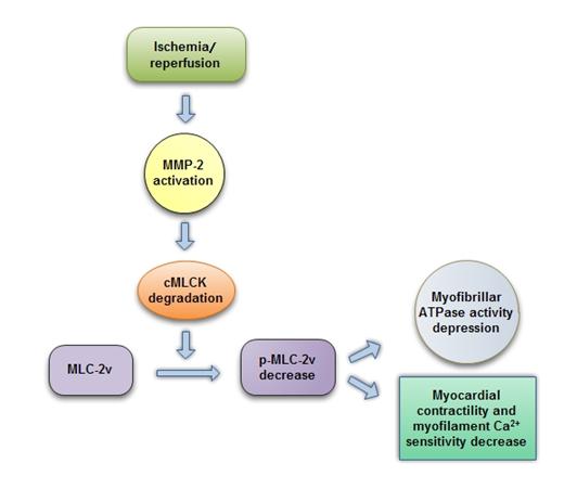 Degradation of Cardiac Myosin Light Chain Kinase by Matrix Metalloproteinase-2 Contributes to Myocardial Contractile Dysfunction during Ischemia/Reperfusion