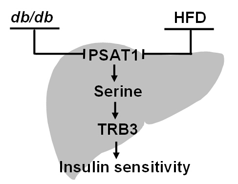 Researchers Reveal Novel Function of Hepatic Phosphoserine Aminotransferase 1 in Regulation of Insulin Sensitivity