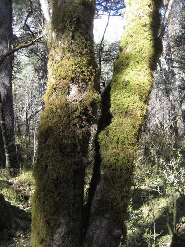 Epiphytic Bryophytes Important to Conserving Biodiversity on Geographical Scale in Yunnan