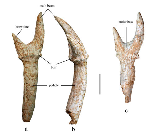 The Largest Known Muntiacine Found in China