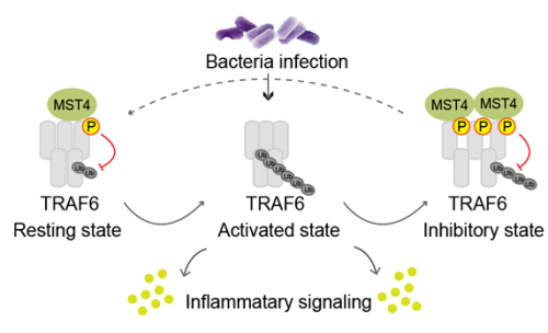 MST4: A New Player in Preventing Overactive Inflammatory Responses Via Targeting TRAF6