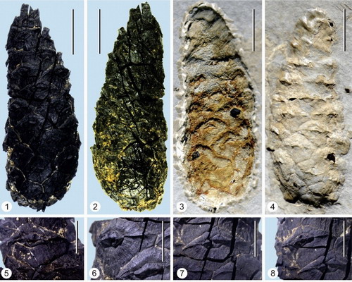 Morphological Features of Fossil Pinus massoniana Identical to Extant Pine in Hainan