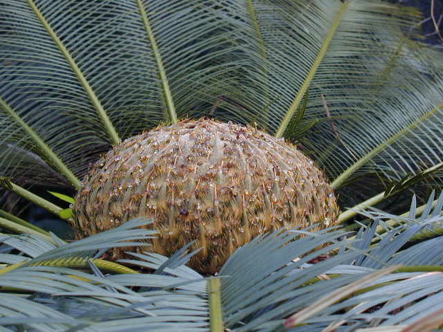 Cycad Species Vary in Leaf Physiology and Structure