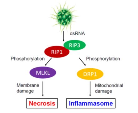 Scientists Discover Novel Inflammation Mechanism