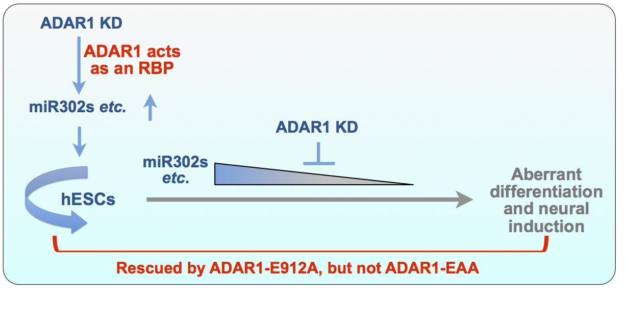 ADAR1 Plays Non-enzymatic Role in Human Embryonic Stem Cell ...