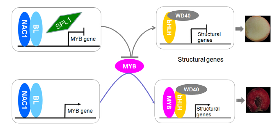 Molecular Genetics of Blood-Fleshed Peach Reveals Anthocyanin Biosynthesis Activation by NAC TFs.jpg