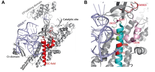 Aminoacylation and Translational Quality Control Strategy Employed by Leucyl-tRNA Synthetase from a Human Pathogen with Genetic Code Ambiguity.jpg