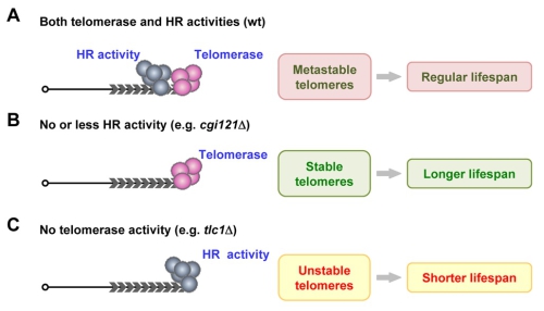 Inhibition of Telomere Recombination Promotes Cellular Longevity.jpg