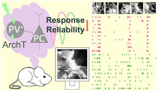 Study Reveals Important Role of Parvalbumin-expressing Interneurons in Controlling Response Reliability in Visual Cortex.jpg