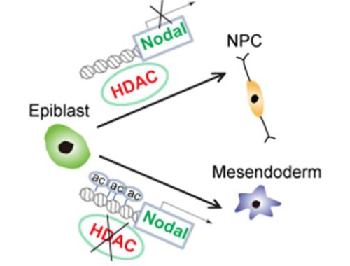 A model of the regulation of Nodal expression by histone deacetylation during neural fate determination.jpg