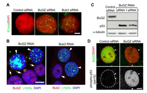Mitotic Regulators Team Up in mRNA Splicing.jpg