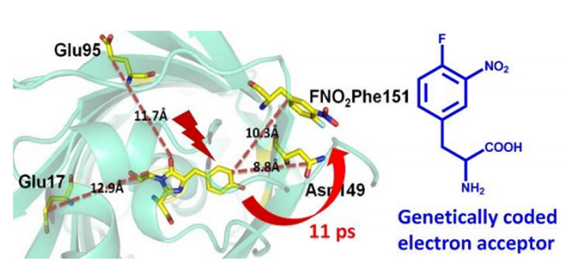 Genetically Encoded Electron Acceptor Enables Photoinduced Electron Transfer in Green Fluorescent Protein