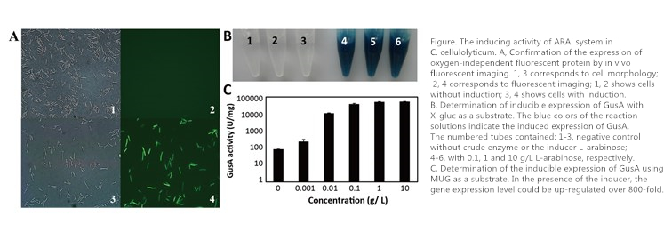 inducing activity of ARAi system.jpg