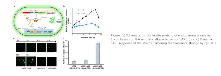 Schematic for the in situ probing of endogenous alkane in E. coli.jpg