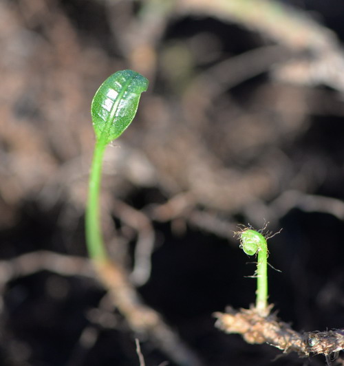 Clonal Integration Is More Important for Facultative Epiphytic Ferns in Forest Canopies.jpg